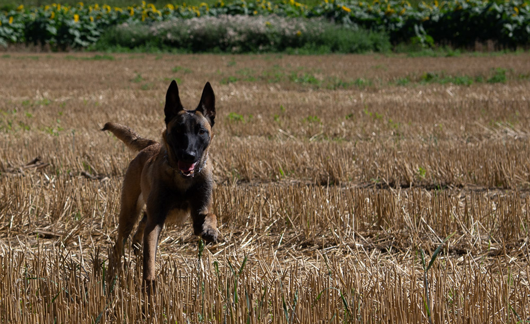 berger belge malinois lors d'une ballade éducative chez severine lesourd