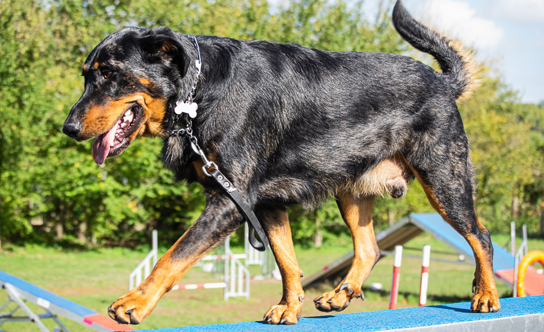 un beauceron sur un parcours d'agility chez severine LESOURD