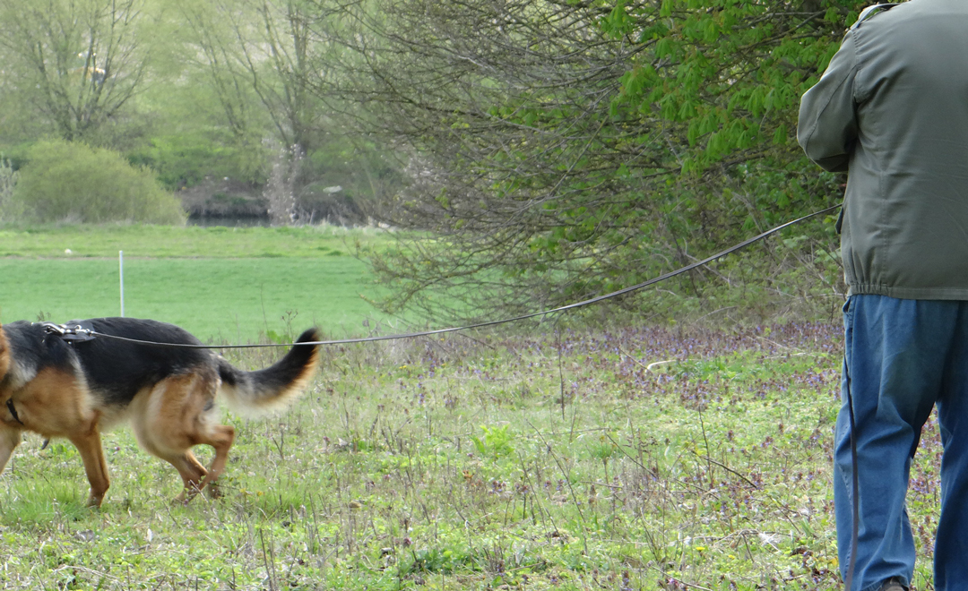 recherche de personnes avec chien chez severine LESOURD