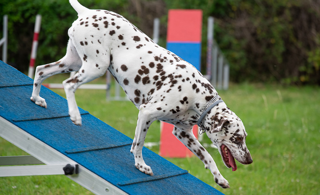 Dalmation sur un parcours d'agility chez severine lesourd