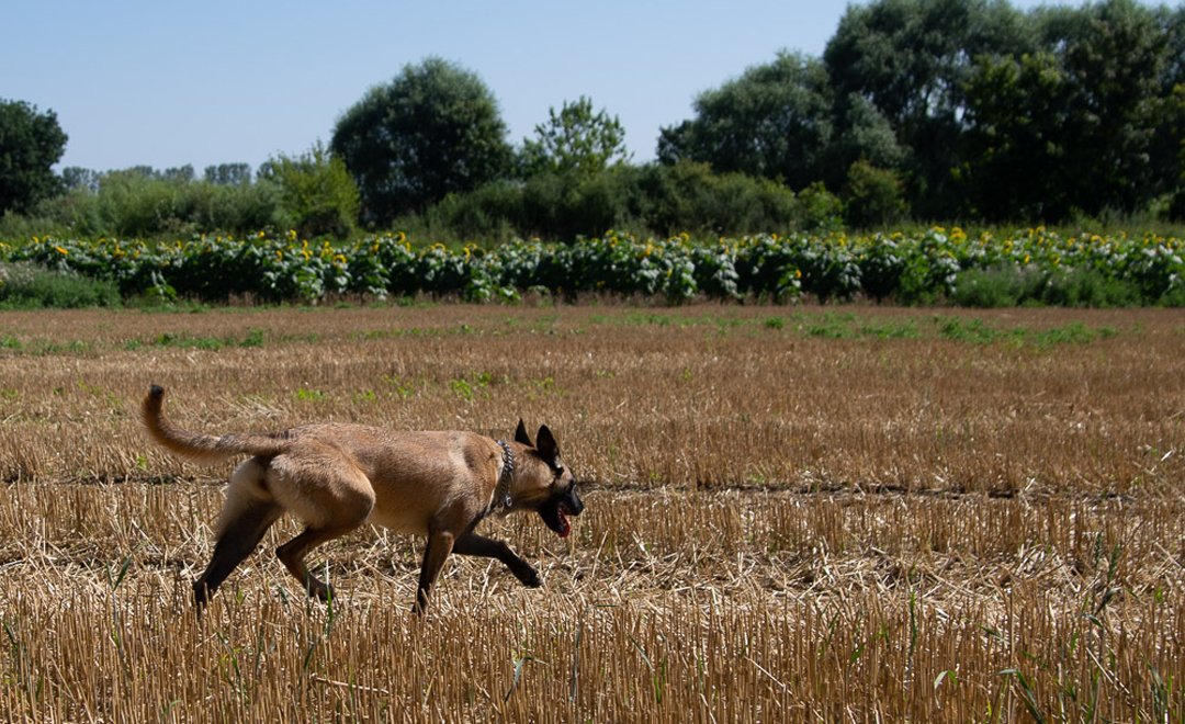 berger belge malinois dans un champs de blé chez severine lesourd